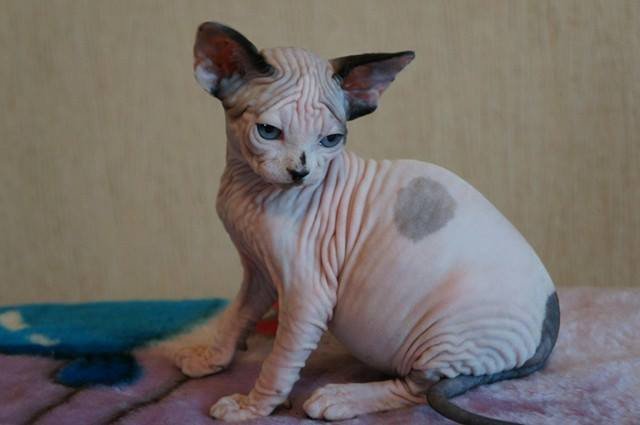 chat Sphynx MOHICANE SPHYNX MANIA'S