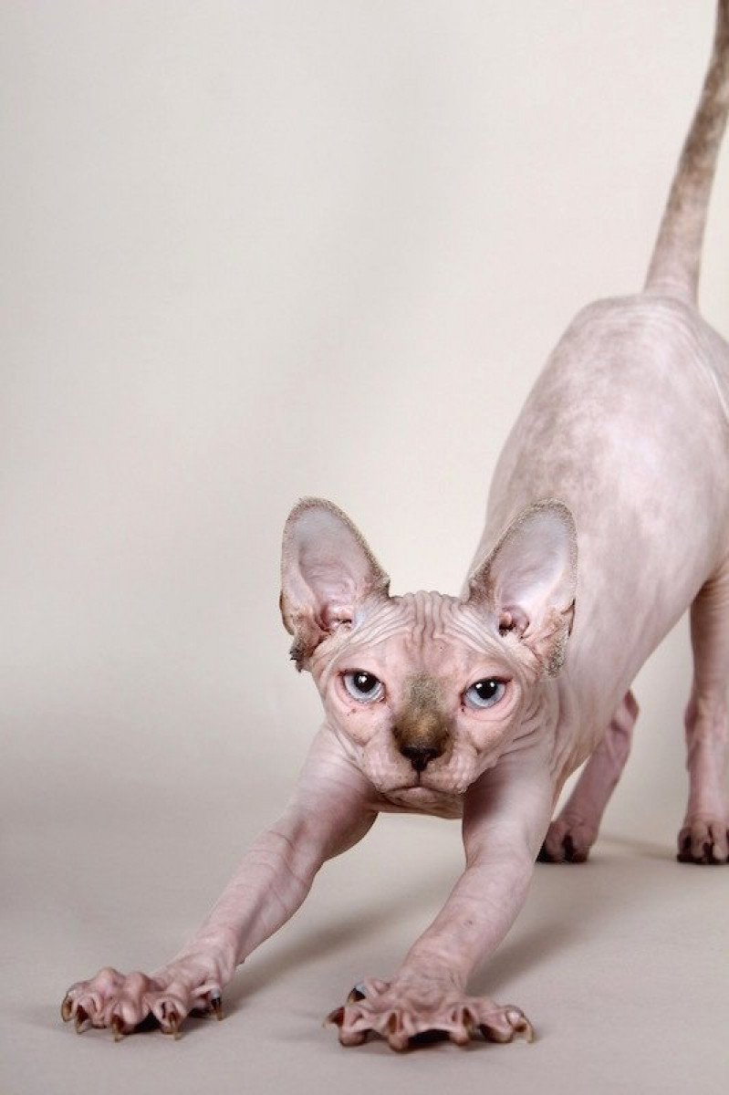 LILOU PURA TENTACION SPHYNX MANIA'S Femelle Sphynx LILOU PURA TENTACION SPHYNX MANIA'S Femelle Sphynx