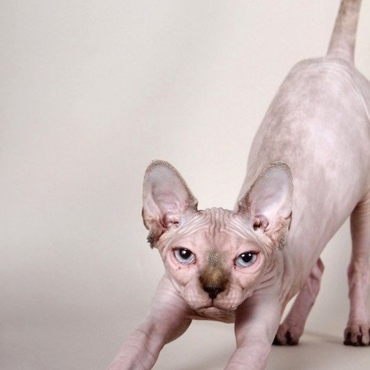 LILOU PURA TENTACION SPHYNX MANIA'S Femelle Sphynx