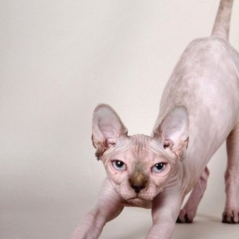 chat Sphynx LILOU PURA TENTACION SPHYNX MANIA'S chat Sphynx LILOU PURA TENTACION SPHYNX MANIA'S
