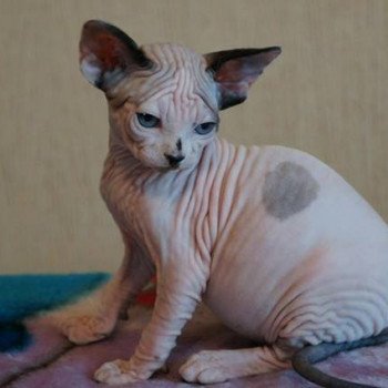 chat Sphynx MOHICANE SPHYNX MANIA'S chat Sphynx MOHICANE SPHYNX MANIA'S