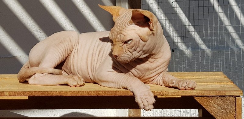 ONE MILLION BABY SPHYNX MANIA S SPHYNX MANIA'S Mâle Sphynx ONE MILLION BABY SPHYNX MANIA S SPHYNX MANIA'S Mâle Sphynx