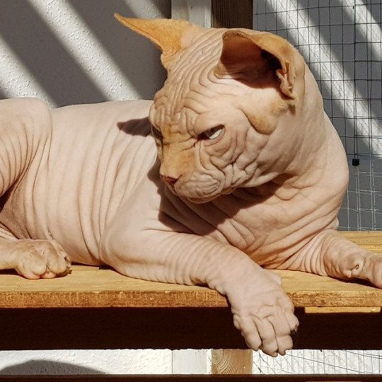 ONE MILLION BABY SPHYNX MANIA S SPHYNX MANIA'S Mâle Sphynx