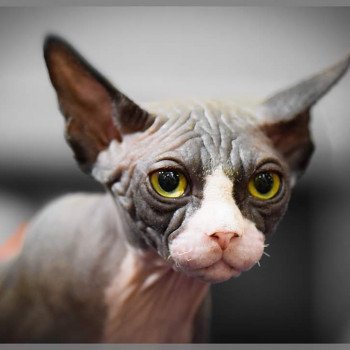 chat Sphynx PICK UP BLISSBERY SPHYNX MANIA'S