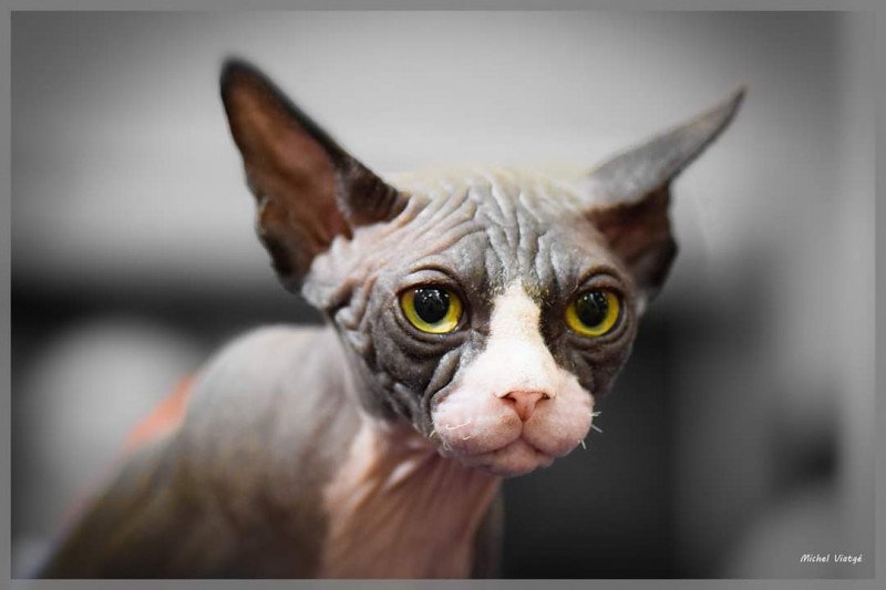 PICK UP BLISSBERY SPHYNX MANIA'S Mâle Sphynx